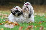 SHIH TZU 118